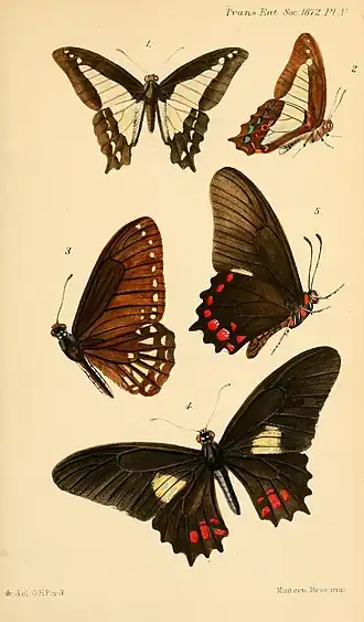 Graphium ramaceus