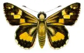 Trapezites phigalioides