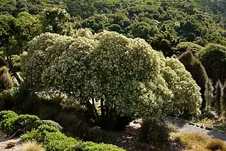 Olearia lyallii