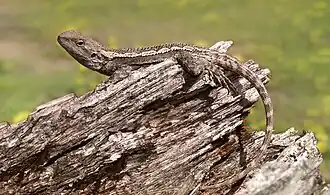 Amphibolurus muricatus