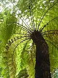 Cyathea dregei