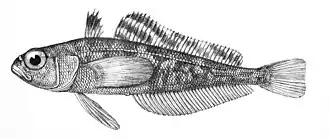 Trematomus eulepidotus
