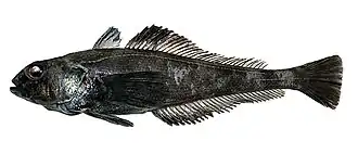 Trematomus loennbergii