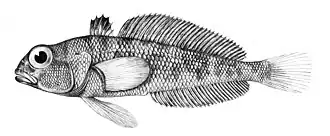 Trematomus pennellii