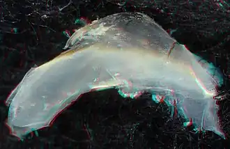 Tremoctopus gracilis