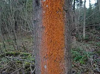 Trentepohlia umbrina