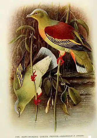 Indochinese papegaaiduif