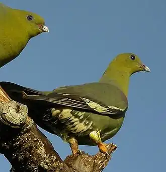 Madagaskarpapegaaiduif