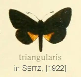 Micropentila triangularis