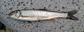 Tribolodon hakonensis