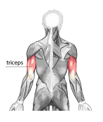 plaats van de triceps