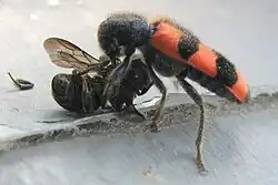 Bijenkever met een dode mug