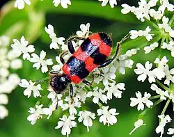 Een bijenwolf (kever)