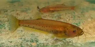 Trichogenes claviger