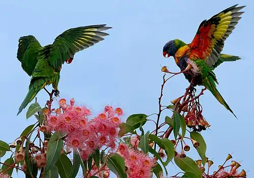 Regenbooglori's (waarschijnlijk lori's van de blauwe bergen) in een buitenwijk van Brisbane (Australië). Hier zijn de kleuren van de ondervleugel te zien.