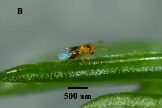 Trichogramma chilonis