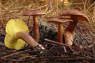 Koningsmantel (paddenstoel)