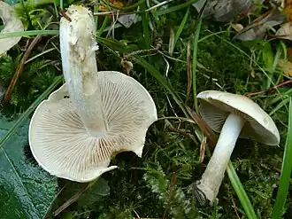 Tricholoma album