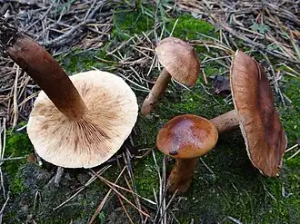 Tricholoma ustale