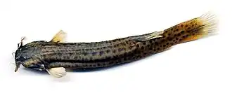Trichomycterus caliensis