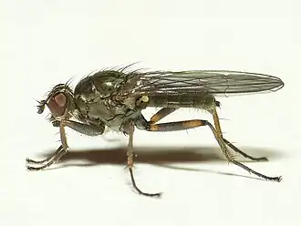 Trichopalpus fraternus