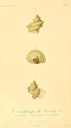 Trichotropis bicarinata