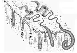 Mannetje en vrouwtje in slijmvlies