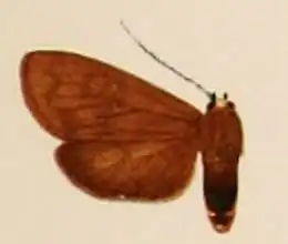 Tricypha pseudotricypha