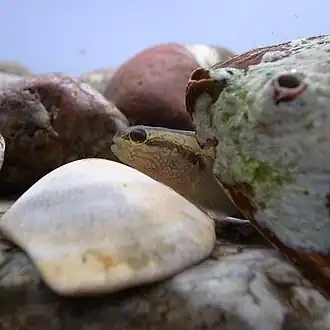 Tridentiger trigonocephalus