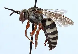 Triepeolus balteatus