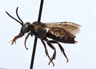Triepeolus brittaini