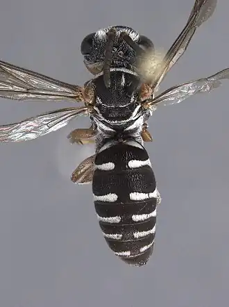 Triepeolus rufotegularis