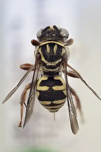 Triepeolus segregatus