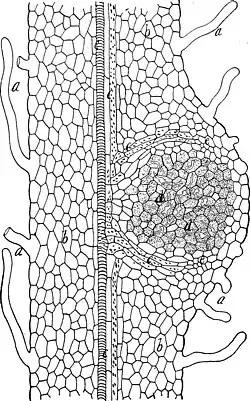 Stikstofwortelknolletje
