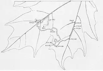 Glaucolepis saccharella