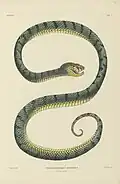 Hermann Schlegel: Lanspuntslang Trimeresurus sumatranus