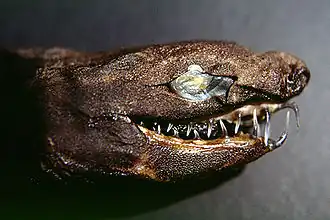 Trigonognathus