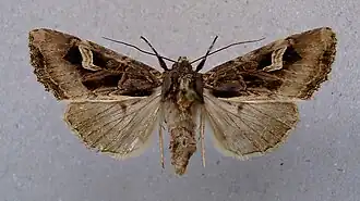 Trigonophora flammea