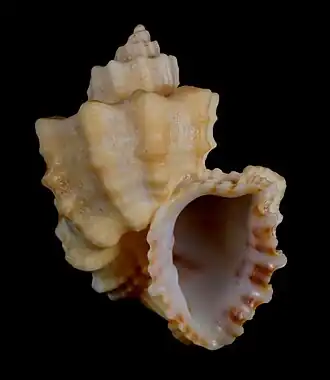 Trigonostoma goniostoma