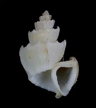 Trigonostoma thysthlon