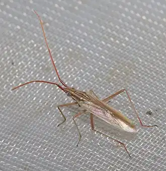 Trigonotylus pulchellus