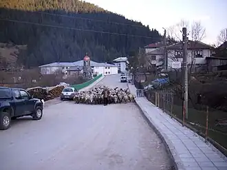 Een herder met zijn kudde schapen in Trigrad