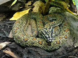 Protobothrops jerdonii