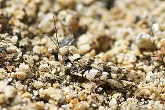 Trimerotropis albescens