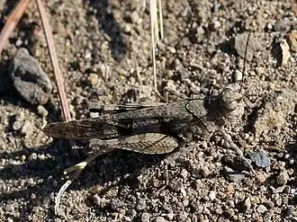 Trimerotropis occidentiloides