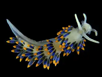 De zeenaaktslak Trinchesia caerulea, Strangford Lough, County Down, Noord-Ierland.