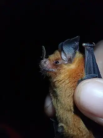 Trinycteris nicefori