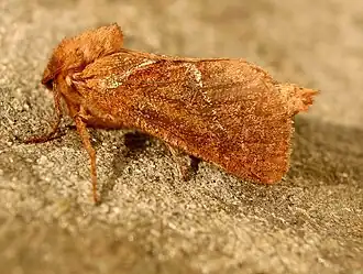 Oranje wortelboorder