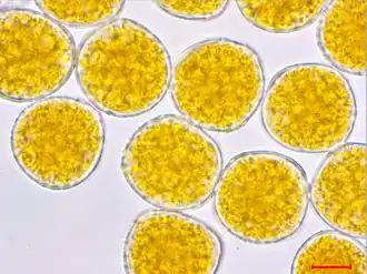 Primaire urediniosporen