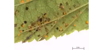 Telia en secundaire uredinia